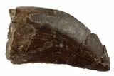 Serrated, Tyrannosaur Tooth - Two Medicine Formation #192637-1